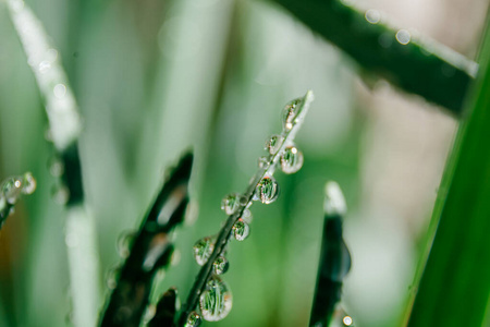 花园 春天 圆圈 日出 植物 颜色 雨滴 环境 早晨 气泡