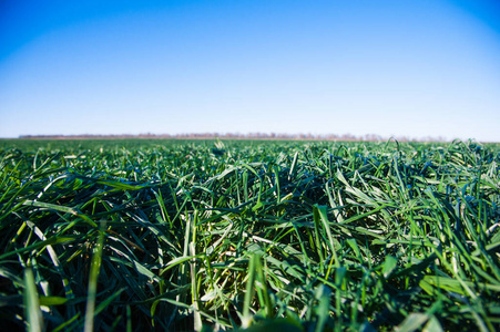 草地 农场 季节 农业 小麦 幼苗 风景 冬天 春天 领域