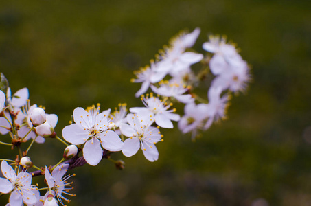 日本人 园艺 温柔 新的 分支 特写镜头 樱桃 自然 植物