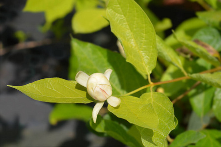 植物学 灌木 自然 花园 植物