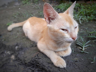 眼睛 美丽的 斑猫 地板 毛茸茸的 毛皮 说谎 动物 放松