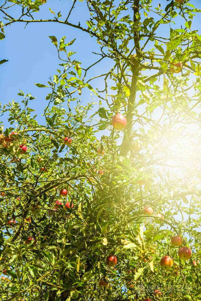 春夏自然阳光明媚公园树木林立室外景观优美