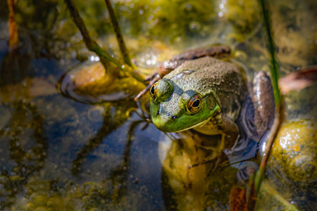 环境 青蛙 动物 牛蛙 两栖动物 野生动物 特写镜头 肖像