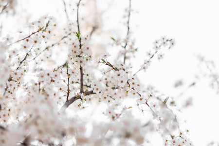 花园 分支 季节 开花 美女 特写镜头 美丽的 樱花 梅子