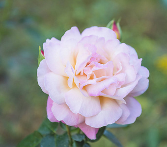 花园 花的 自然 园艺 夏天 公园 阳光 玫瑰 植物区系