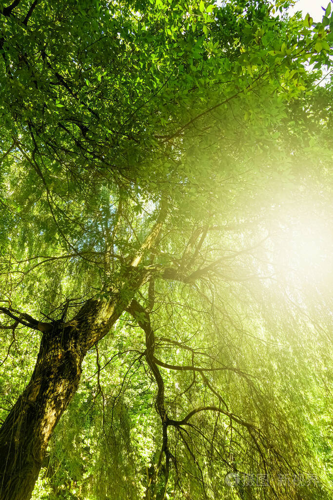 春夏自然阳光明媚公园树木林立室外景观优美