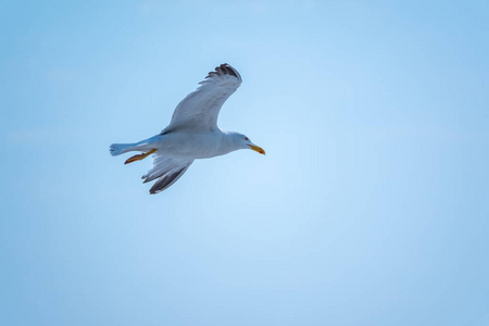 海滩 鲱鱼 美丽的 海鸟 天空 自然 海洋 秋天 野生动物