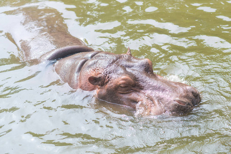 池塘 飞溅 哺乳动物 野生动物 危险的 动物园 食草动物