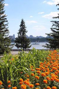 植物 自然 美丽的 旅行 公园 颜色 花园 森林 风景 季节