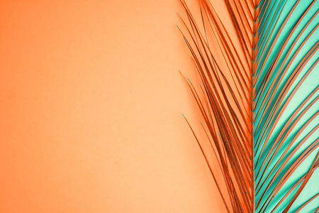彩色背景上的热带棕榈叶图片