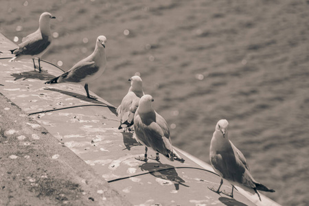 动物 动物群 羽毛 海滩 摄影 站立 特写镜头 海鸥 飞行