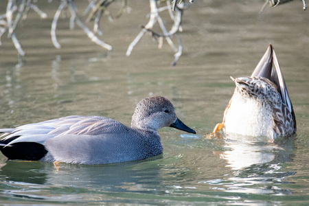 颜色 湿地 池塘 沼泽 美丽的 水禽 航班 公鸭 淡水 动物