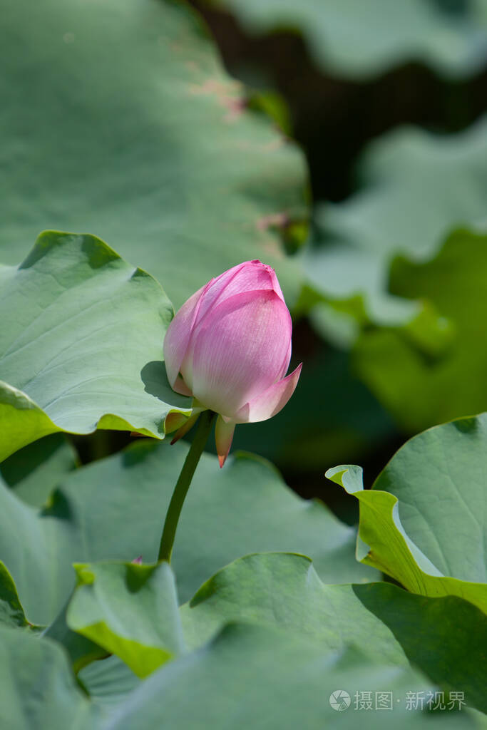 花瓣 百合花 粉红色 瓷器 学期 阴影 莲花 自然 阳光