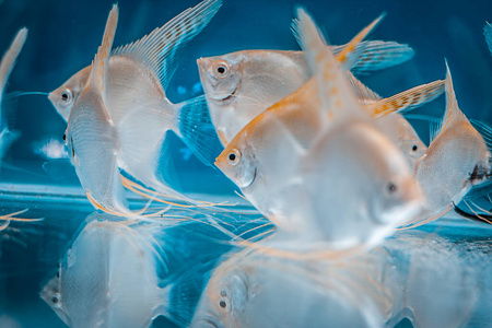 水族馆 动物 游泳 野生动物 宠物 海洋 海的 金鱼 坦克