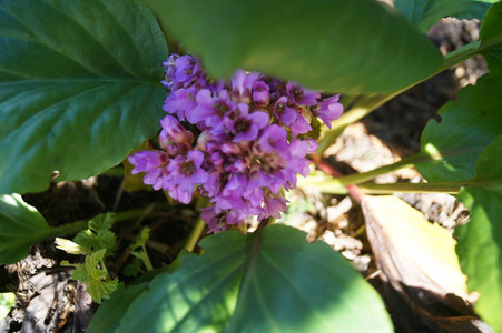 自然 花束 花园 美丽的 特写镜头 植物区系 植物学 花瓣