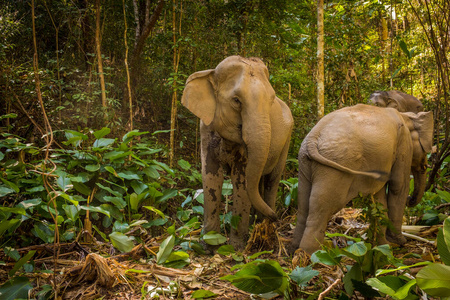 两只亚洲象在泰国丛林中践踏图片