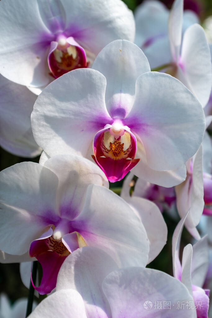 多朵白色泰国兰花的特写镜头