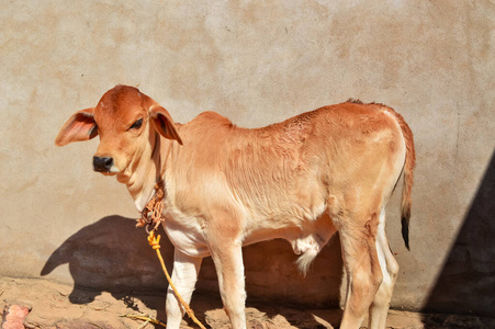 肖像 奶牛 牛奶 喇叭 农业 哺乳动物 动物 夏天 小牛