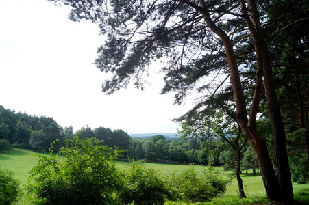 夏天 自然 旅行 风景 环境 公园 美丽的 森林