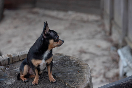 自然 小狗 动物 犬科动物 毛皮 步行 美丽的 街道 可爱极了