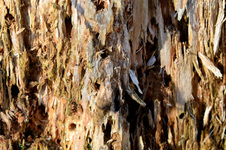 木材 古老的 自然 纹理 植物 木板 树皮 树干 特写镜头
