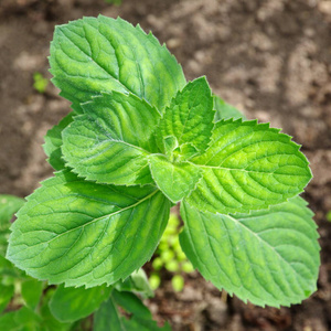 调料品 香料 领域 植物 花园 细枝 医学 多年生植物 草药