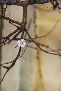 植物 植物学 特写镜头 樱花 美女 夏天 春天 环境 樱桃