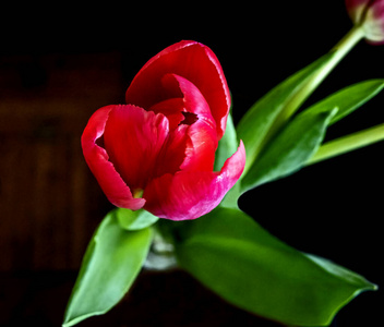 情人 颜色 假日 花的 月日 花瓶 美丽的 礼物 桌子 墙纸