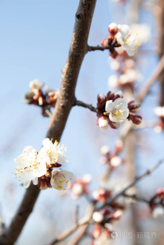 花园里开着白花的樱桃枝樱花枝早春日落时夕阳照在树枝上