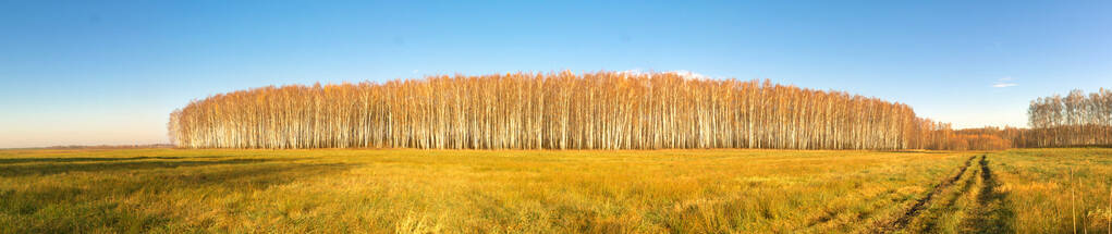 树干 土地 俄罗斯 自然 美女 美丽的 国家 桦木 场景