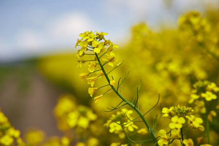 栽培 季节 生态学 油菜 蔬菜 种子 生态 自然 天空 颜色