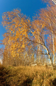 旅行 自然 树皮 美丽的 俄罗斯 春天 分支 公园 森林