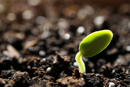 季节 新的 植物 地面 花园 农业 生活 幼树 地球 培养