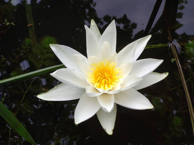 百合花 沼泽 美丽的 植物 自然 睡莲