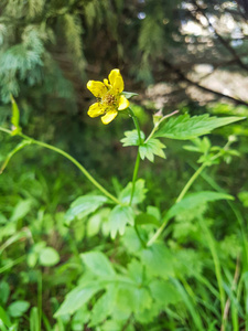 格姆 班纳特 蔷薇科 植物区系 自然 木材 加利西亚 凉拌菜