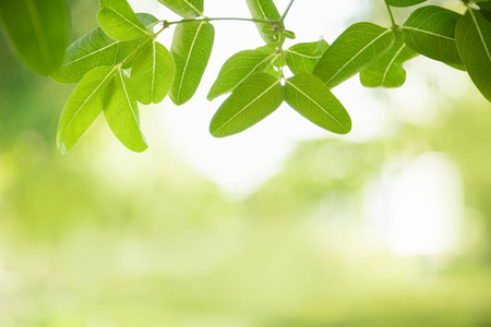 生态学 集中 阳光 颜色 季节 墙纸 春天 模糊 郁郁葱葱