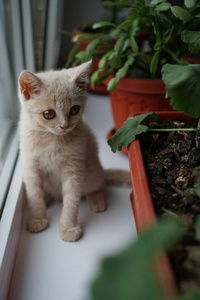 动物 美丽的 短发 甜的 肖像 猫科动物 哺乳动物 繁殖