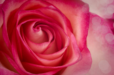 颜色 开花 优雅 春天 婚礼 卡片 玫瑰 魅力 柔和的 自然