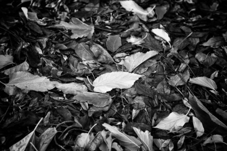 季节 十一月 颜色 秋天 花园 边境 树叶 公园 橡树 十月