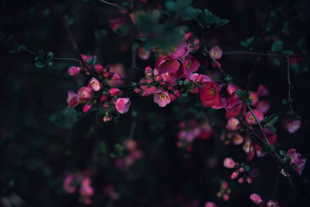 粉红色 玫瑰 浪漫 美女 婚礼 开花 自然 花瓣 礼物 植物