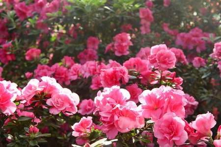 杜鹃花 日本人 树叶 园艺 美丽的 夏天 花的 季节 花瓣