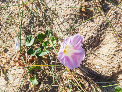 海滩 被子植物 丁香花 植物 光荣 旋花科 粉红色 早晨