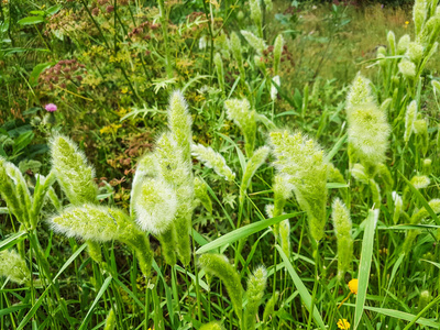 地中海 自然 禾本科 西班牙 草地 胡须 加利西亚 植物区系