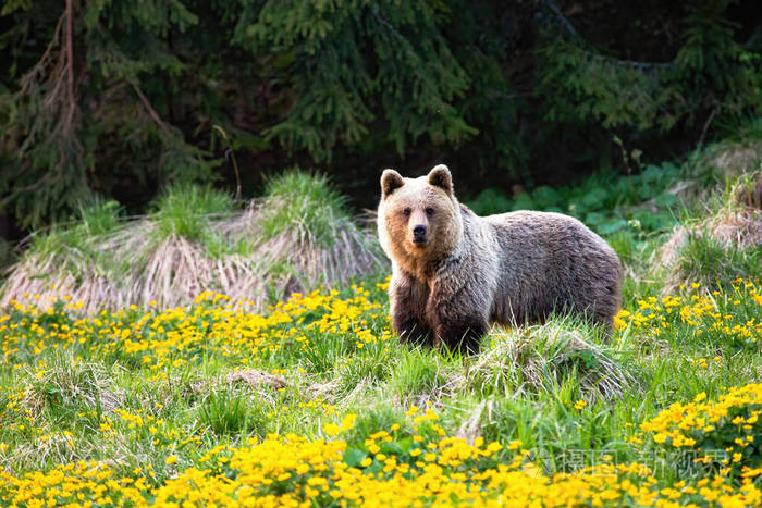 春天雄伟的棕熊站在开着黄花的草地上