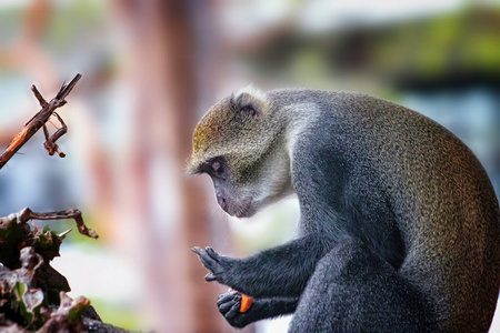 黑虫树一只叫黑尾猴的猴子坐在树上吃东西.他舔了舔他的手.