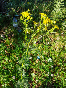 菊科 臭的 牧草 植被 医学 植物学 公园 植物区系 加利西亚