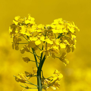 开花 美丽的 春天 植物区系 农场 行业 油菜 芸苔属 花的