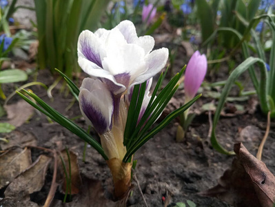 季节 美丽的 紫色 植物 花园 公园 花瓣 开花 粉红色