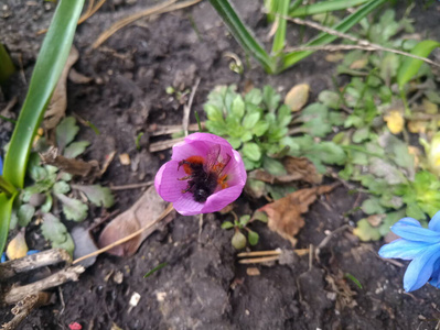 美丽的 自然 生长 花的 颜色 特写镜头 公园 开花 夏天