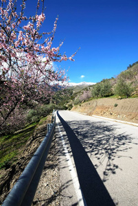 粉红色 安达卢西亚 山坡 开花 障碍 旅行 风景 春天 天空